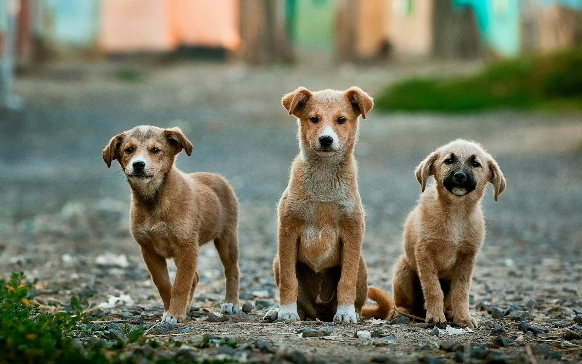 Adopt Policy