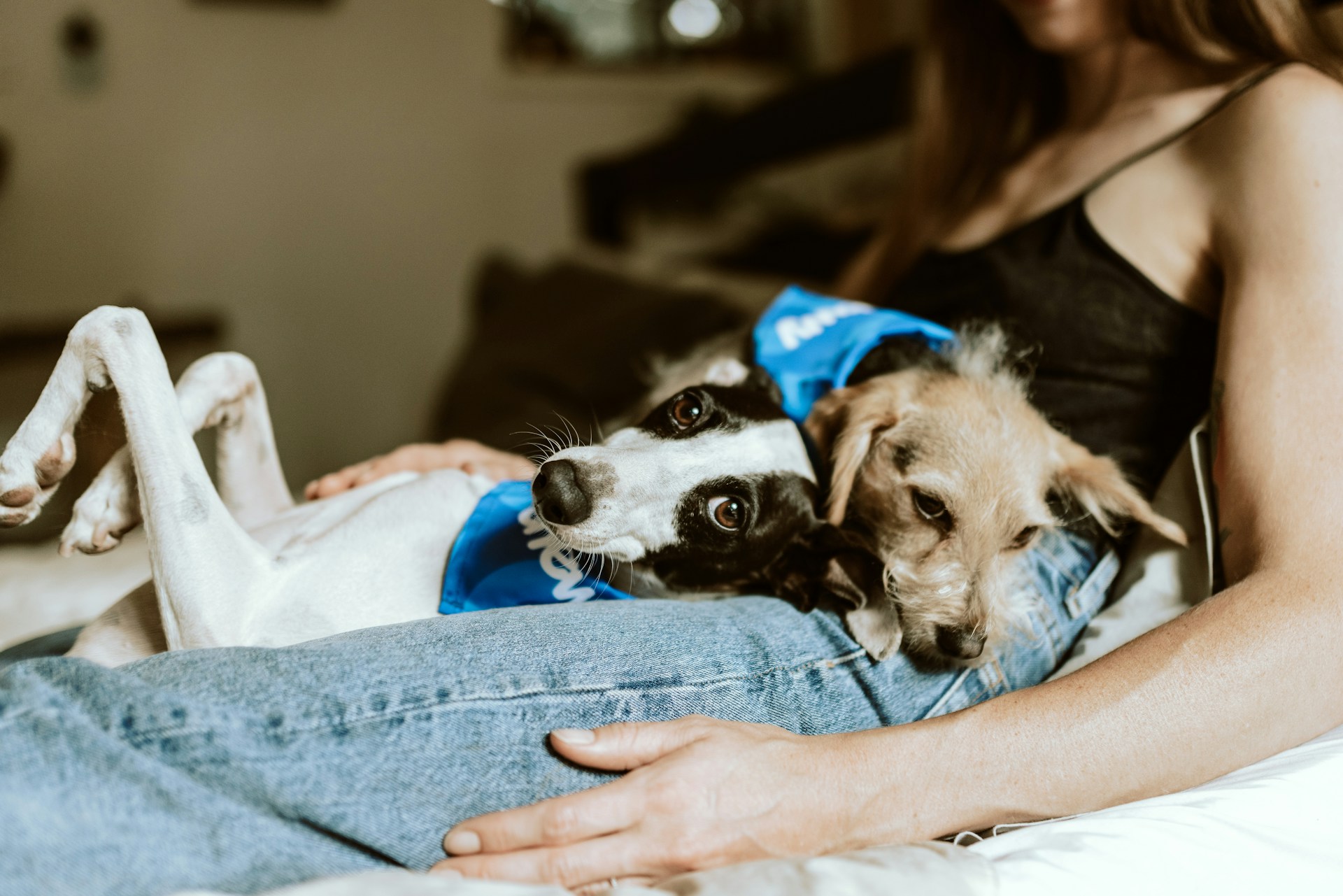 Adopting a pet