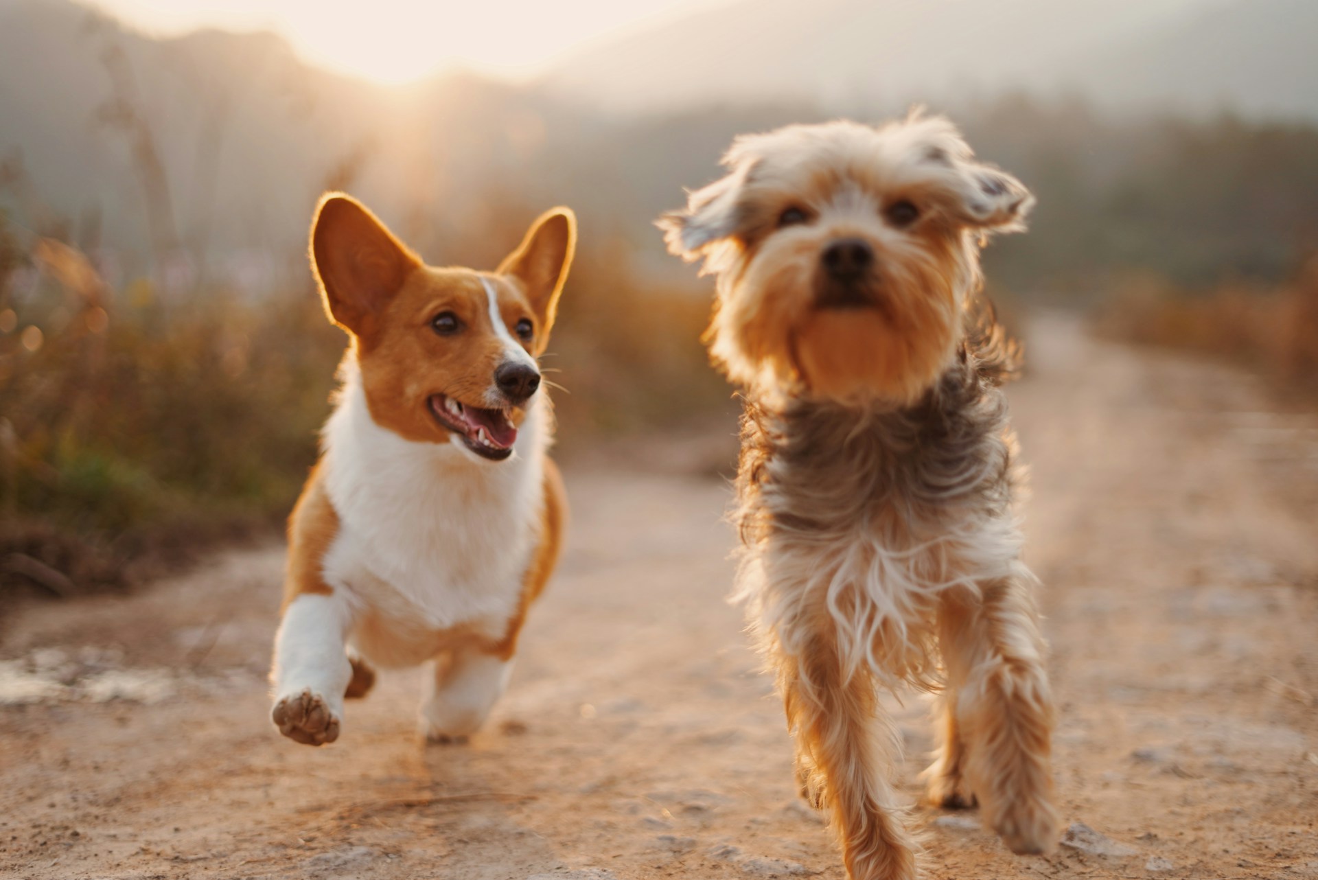 Radiant Homes for Resilient Pups