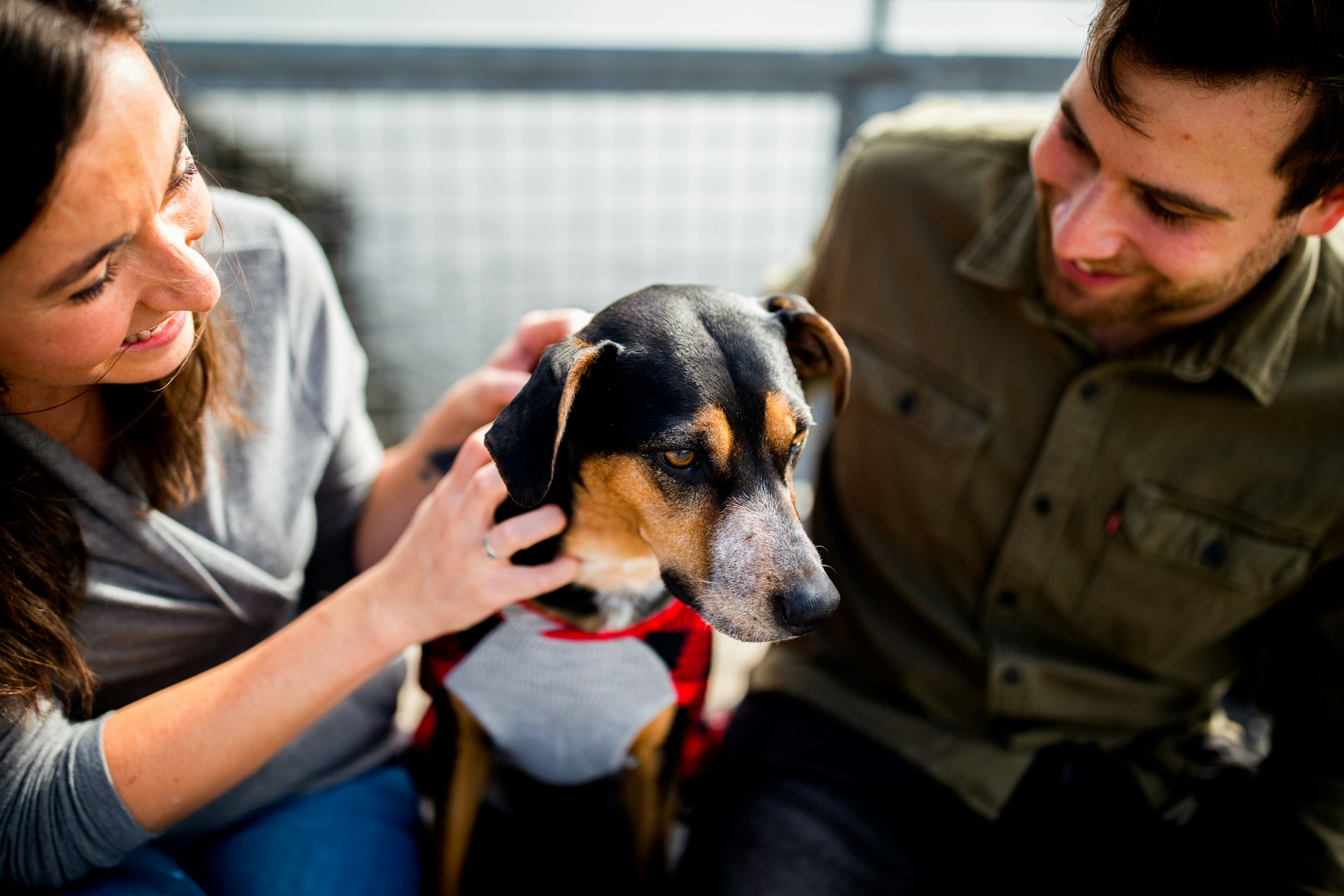 Fostering a pet