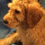 Teddy: The Sophisticated Survivor