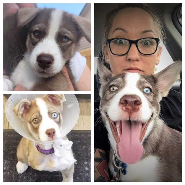 Willow: The Spirited Champion